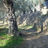 Оливковому лесу 2000 лет